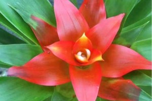 以花卉鸿运当头盆栽的养殖方法（打造繁花似锦的居家环境，让幸福鸿运常驻）