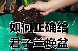 君子兰换盆后多久浇水一次？（如何科学浇水养护君子兰？）