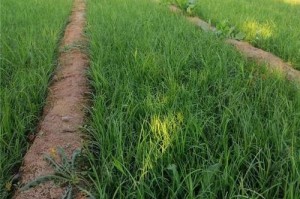 矮麦冬的种植技巧（从选地到管理，轻松掌握矮麦冬种植要点）