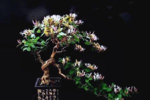 盆栽金银花的养护指南（打造健康美丽的室内金银花家园）