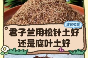 君子兰根部出芽的方法与技巧（掌握关键步骤，让君子兰焕发新生）