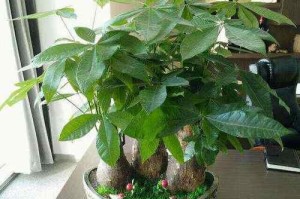 转运树的养护与福运引领（转运树的种植与养护方法，让好运常伴左右）