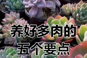多肉养护指南（打造绿意盎然的多肉花园，关键在于正确养护技巧）