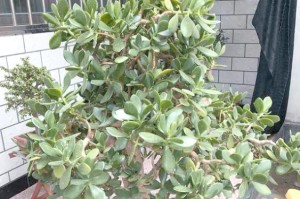 多肉植物中的有毒成分及其影响（探索多肉植物中的毒素成分，了解其对人体的影响与预防方法）