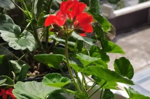 如何养好花草（掌握关键技巧，打造美丽花园）