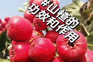 新鲜山楂的种植方法（打造私人山楂果园，享受新鲜健康的口感）