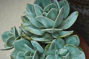 沙漠中的多肉植物（逆境中的生存能手——多肉植物在沙漠中的生存之道）