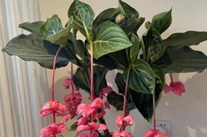 冬天养宝莲灯的经验与技巧（打造温馨冬日室内花海，让宝莲灯为您点亮寒冷的冬天）