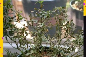 满天星小苗发黄的原因与处理方法（细心照料，让满天星重新焕发绿意）