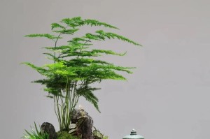 如何正确分株一株文竹？（学会分株技巧，让文竹生长更健康）