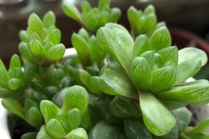 以姬玉露闷养的秘诀大揭秘（探寻养姬玉露的窍门，让你的植物茁壮成长）