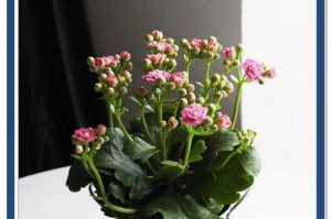 长寿花的寓意与象征风水（祝福长寿，福寿绵长）