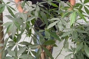 发财树浇水的最佳方法（打造繁茂绿意的关键，这一步不能错过！）