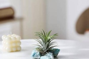如何养护空气凤梨植物（室内装饰佳品，空气凤梨植物养护攻略）