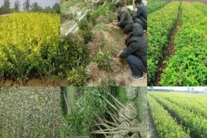 如何选择和种植最好的桂花种子（选择最优质的桂花种子的注意事项）