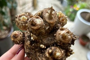 马蹄莲叶黄的成因与影响（探究马蹄莲叶黄现象的原因及其对植物生长的影响）
