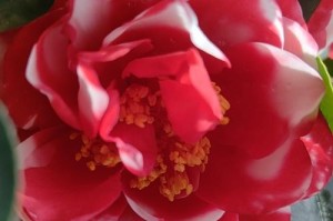 快乐源泉——代表开心快乐的花卉（花朵与开心的关联及代表开心快乐的十大花卉）