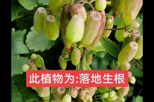 落地生根盆栽养护宝典（打造繁茂的绿色家园，从养护盆栽开始）