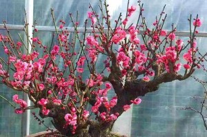 冬天室外花的保暖之道（为你的花朵打造温暖的冬季家园）