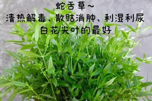 插花艺术的魅力——以水季草花为例（如何巧妙插好水季草花，让家居更加生机勃勃）
