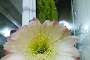 以山影开花的养殖技巧（打造美丽花园的关键技巧和经验分享）