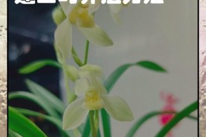 春兰养护全攻略（探寻春兰的养护技巧，让您的花园焕发绚丽生机）