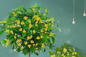 桂花树的分类及特点（乔木还是灌木？了解桂花树的生长习性）