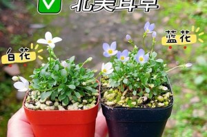 微植物的养殖技巧与注意事项（打造迷你绿色空间，从微植物开始）
