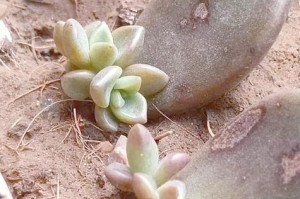 多肉果的培育之道（掌握多肉果的种植技巧，走向丰收之路）