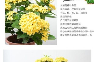 龙船花的养殖技巧（打造美丽花园，从养龙船花开始）