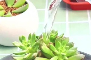 多肉出芽后的管理技巧（打造美丽多肉家园的实用指南）