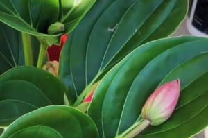 宝莲灯花遇低温（解决宝莲灯花在低温环境下遭遇的问题及应对措施。）