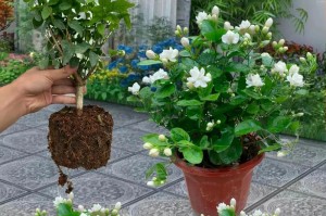 家里也能种茉莉花（茉莉花的生长条件和技巧）