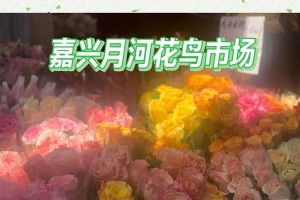嘉兴的市花——油菜花（盛开在江南水乡的黄色花海，春季最美的风景）