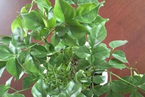 夏季幸福树的管理与护理（打造绿意盎然的夏日花园）