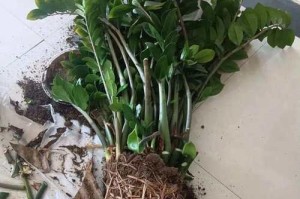 夏季如何养护金钱树（夏季养护金钱树的技巧与注意事项）