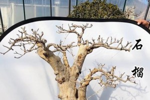 盆栽石榴树移植指南（了解移植要点，让你的盆栽石榴树茁壮成长）