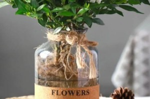 栀子花养护指南（栀子花的种植、养护及美化技巧）
