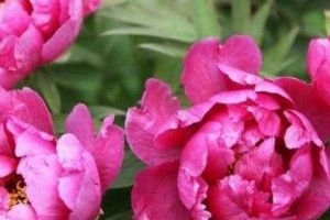 牡丹冬天适不适合在户外种植？（冬季保护牡丹的方法和注意事项）