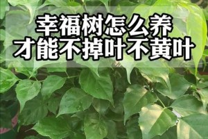 辛福树叶片掉光了怎么救活？（教你5个方法拯救失去叶片的辛福树）