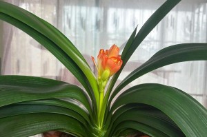 君子兰为何没开花烂掉了？（探寻君子兰不开花和腐烂的原因及解决方法）