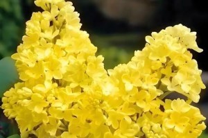 丁香花树的繁殖技巧与方法（学习如何成功繁殖丁香花树，让你的花园更加美丽）