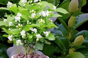 家里能种茉莉花吗？（茉莉花的种植、养护和繁殖）