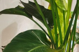 天堂鸟叶子全开裂的原因及应对措施（保护天堂鸟植物，修复叶子开裂问题，提高存活率）