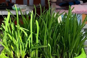 盆栽韭菜的培育技巧（打造健康茂盛的家庭盆栽韭菜）