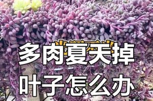 多肉烂叶怎么挽救？（养护技巧，救赎你的多肉植物。）