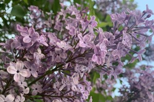 丁香花之树还是花？（探讨丁香花的生长特性与分类）