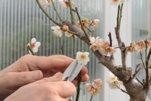 如何合适地剪枝金雀花？（金雀花的修剪时间及技巧）