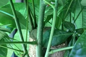 用高锰酸钾溶液清洗发财树的方法与注意事项（发财树清洗步骤详解，让植物焕发新生机）