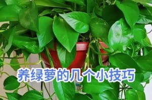 绿萝养护技巧，让其迅速茁壮成长（以绿萝怎么养才发得快）